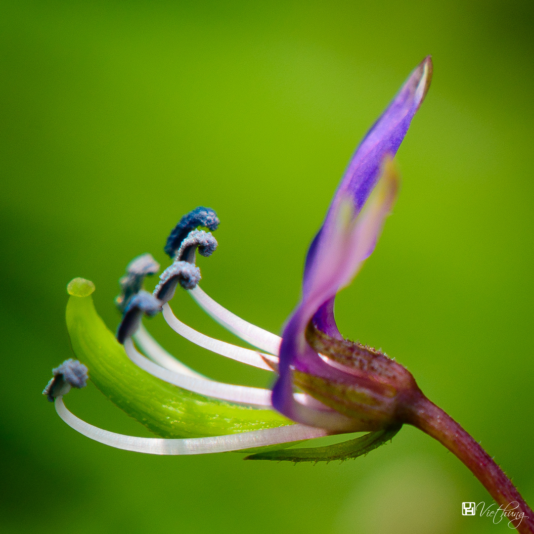 Cleome chelidonii