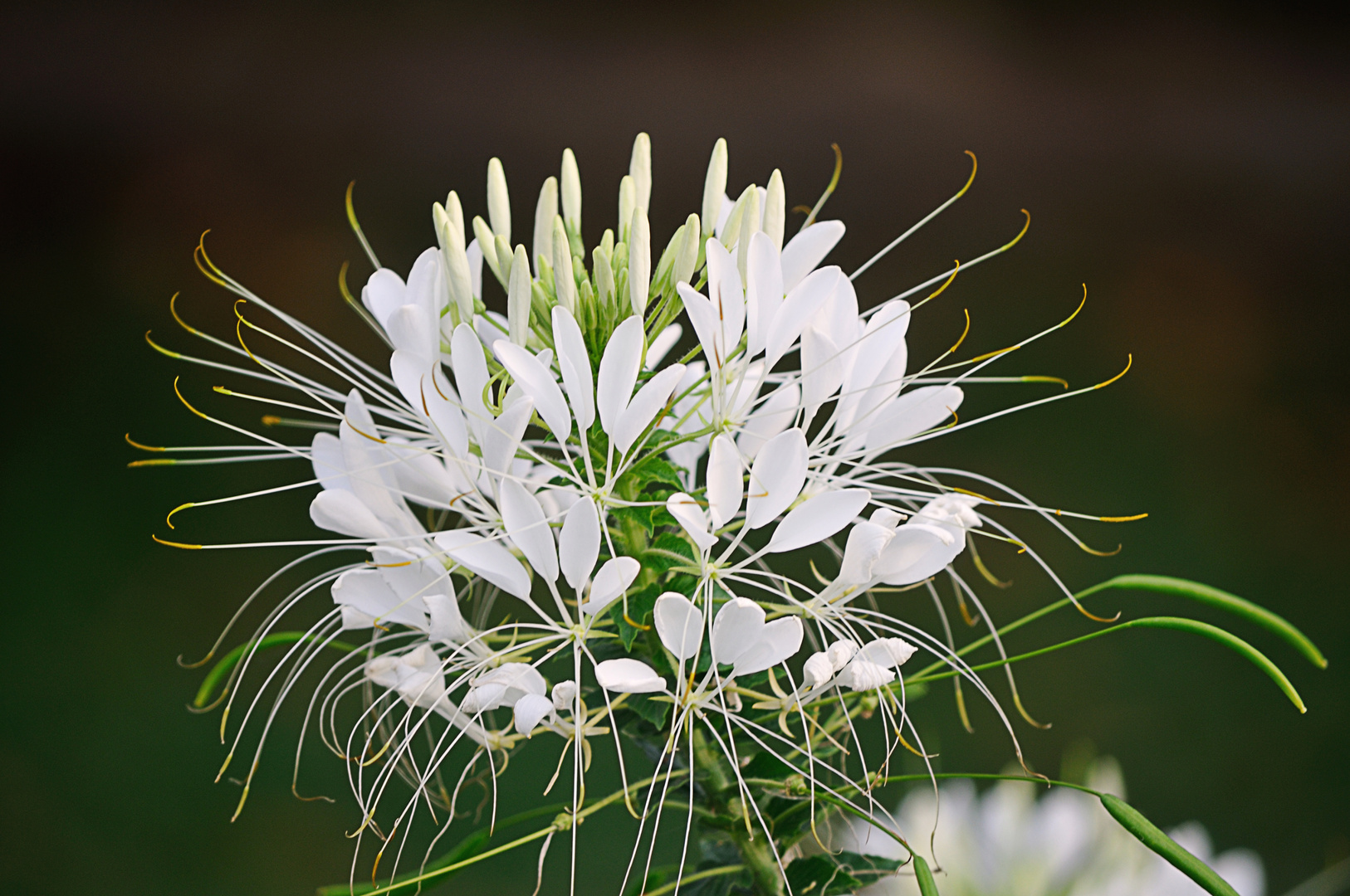 Cleome hassleriana, Spinnenpflanze