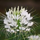 Cleome hassleriana, Spinnenpflanze