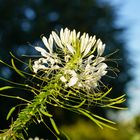 Cleome - Spinnenpflanze