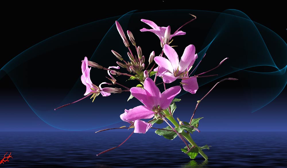 Cleome spinosa.....