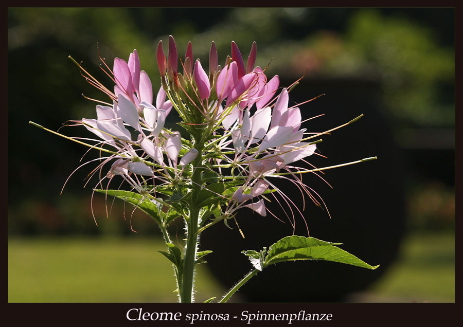 Cleome spinosa