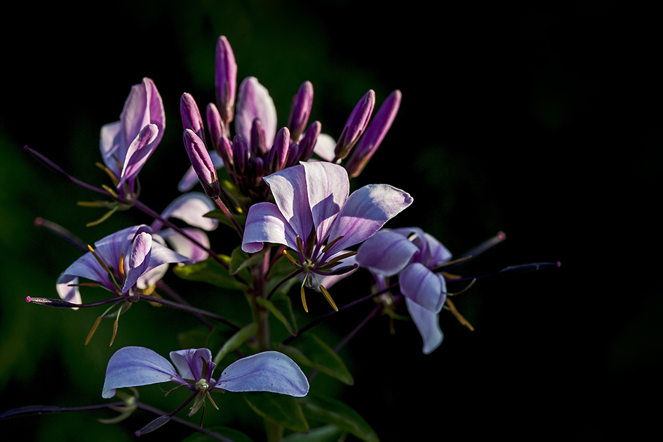 Cleome spinosa