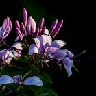 Cleome spinosa