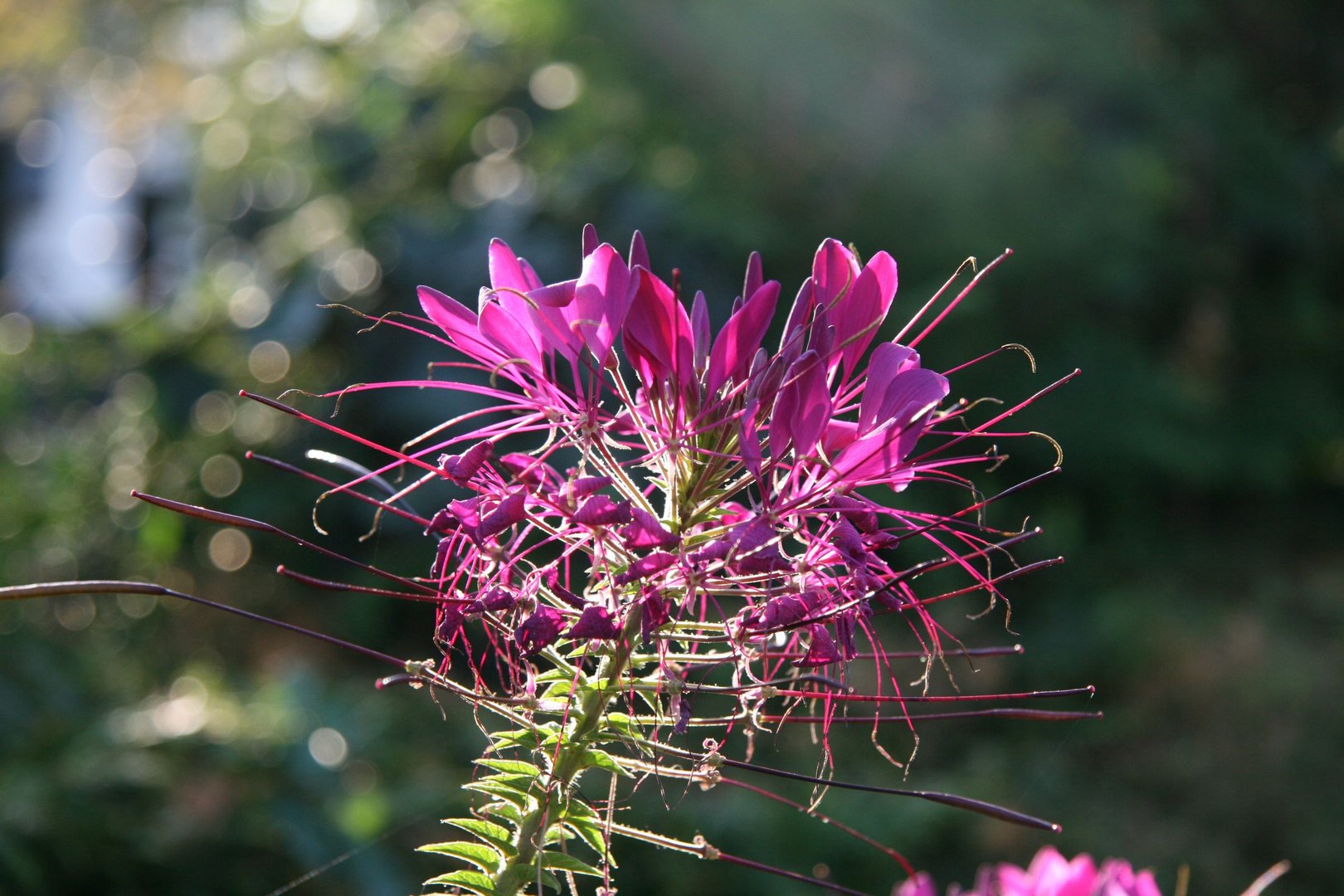 Cleome spinosa - Spinnenpflanze