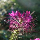 Cleome spinosa - Spinnenpflanze