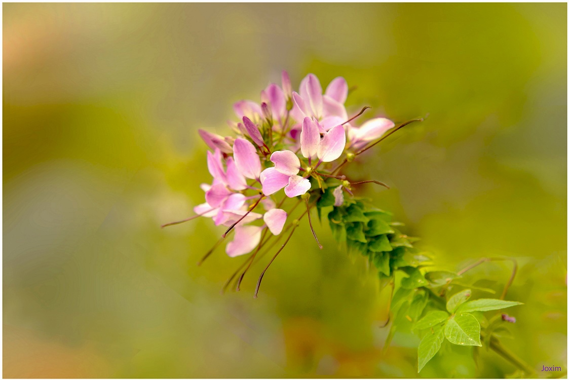 Cleome Spinoza