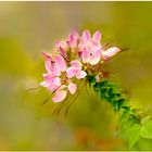 Cleome Spinoza