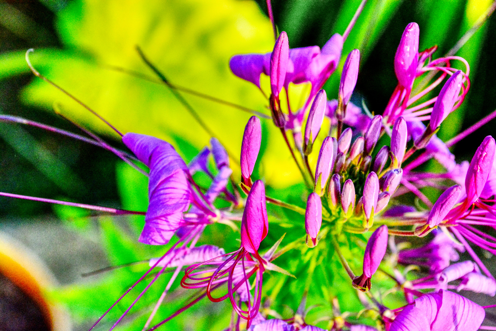 cleome_lpx17