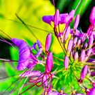 cleome_lpx17