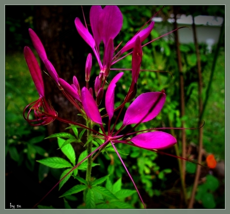 Cleome..Spinnenblume...