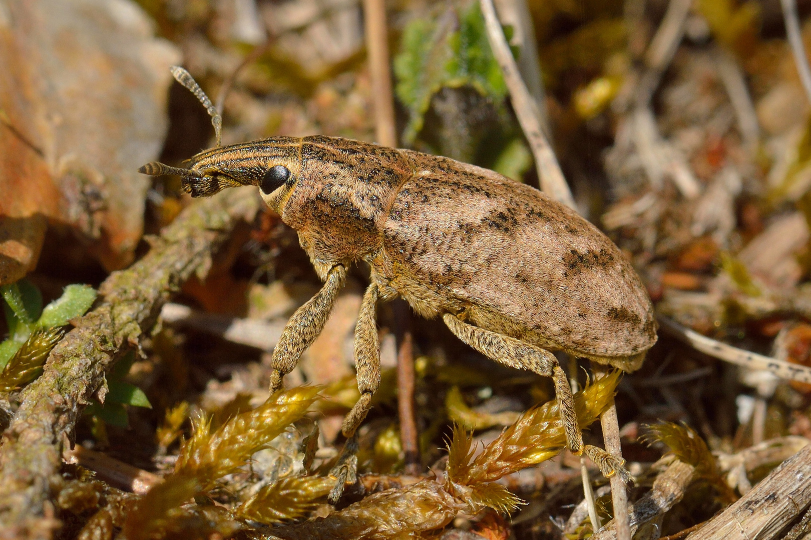 Cleonis pigra, Distelgallenrüssler