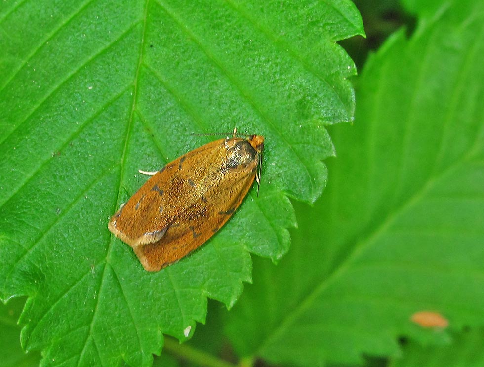 Clepsis consimilana...