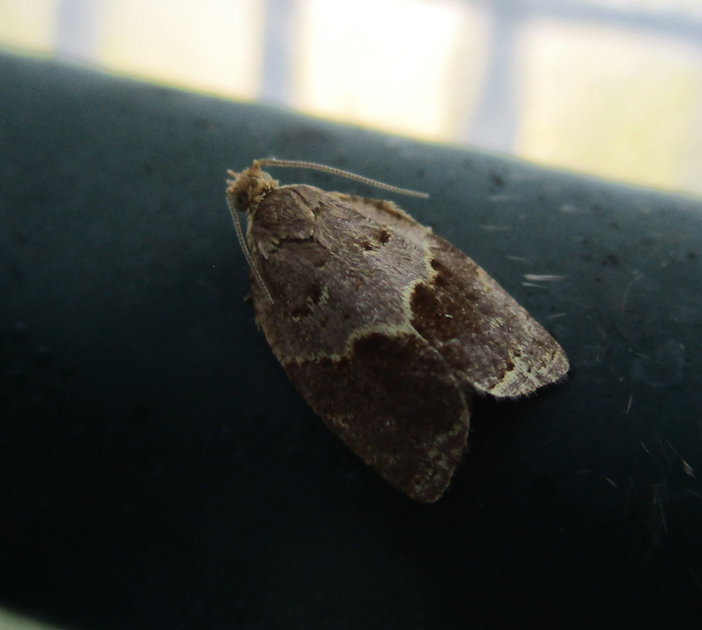  Clepsis dumicolana (Efeuwickler)