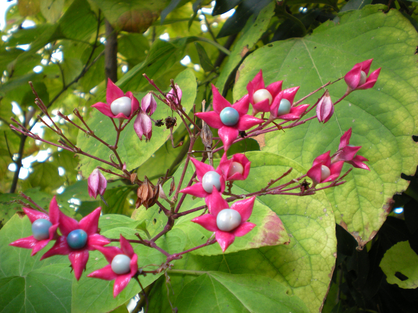 Clerodendro