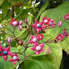 Clerodendro