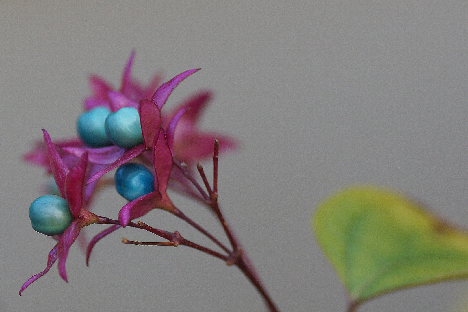 Clerodendron trichotomum