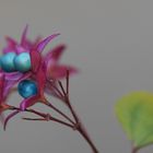 Clerodendron trichotomum