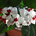 Clerodendrum