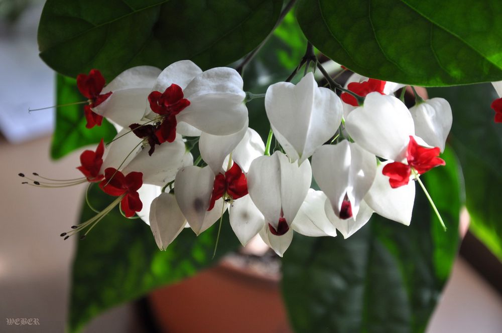 Clerodendrum