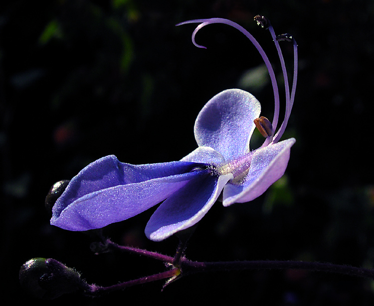 Clerodendrum