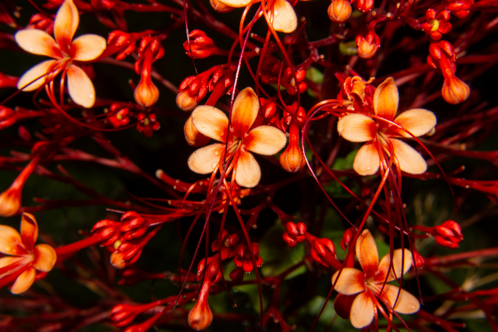 Clerodendrum paniculatum