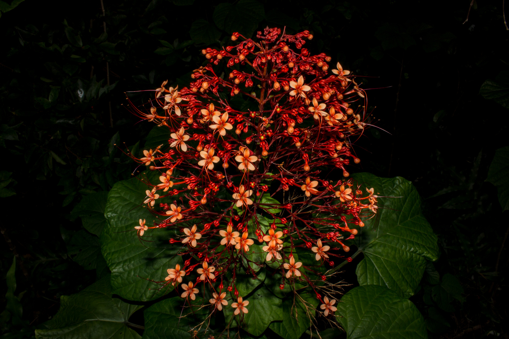 Clerodendrum paniculatum