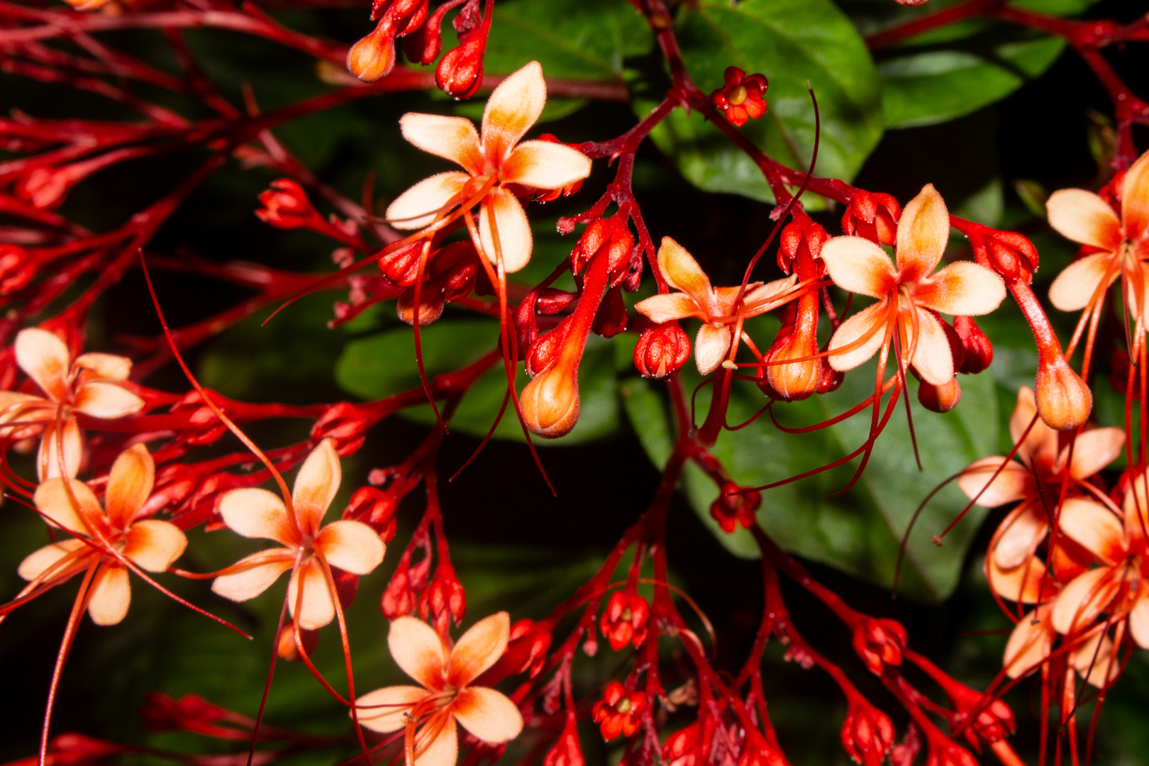 Clerodendrum paniculatum