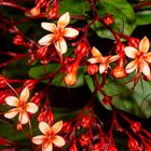 Clerodendrum paniculatum