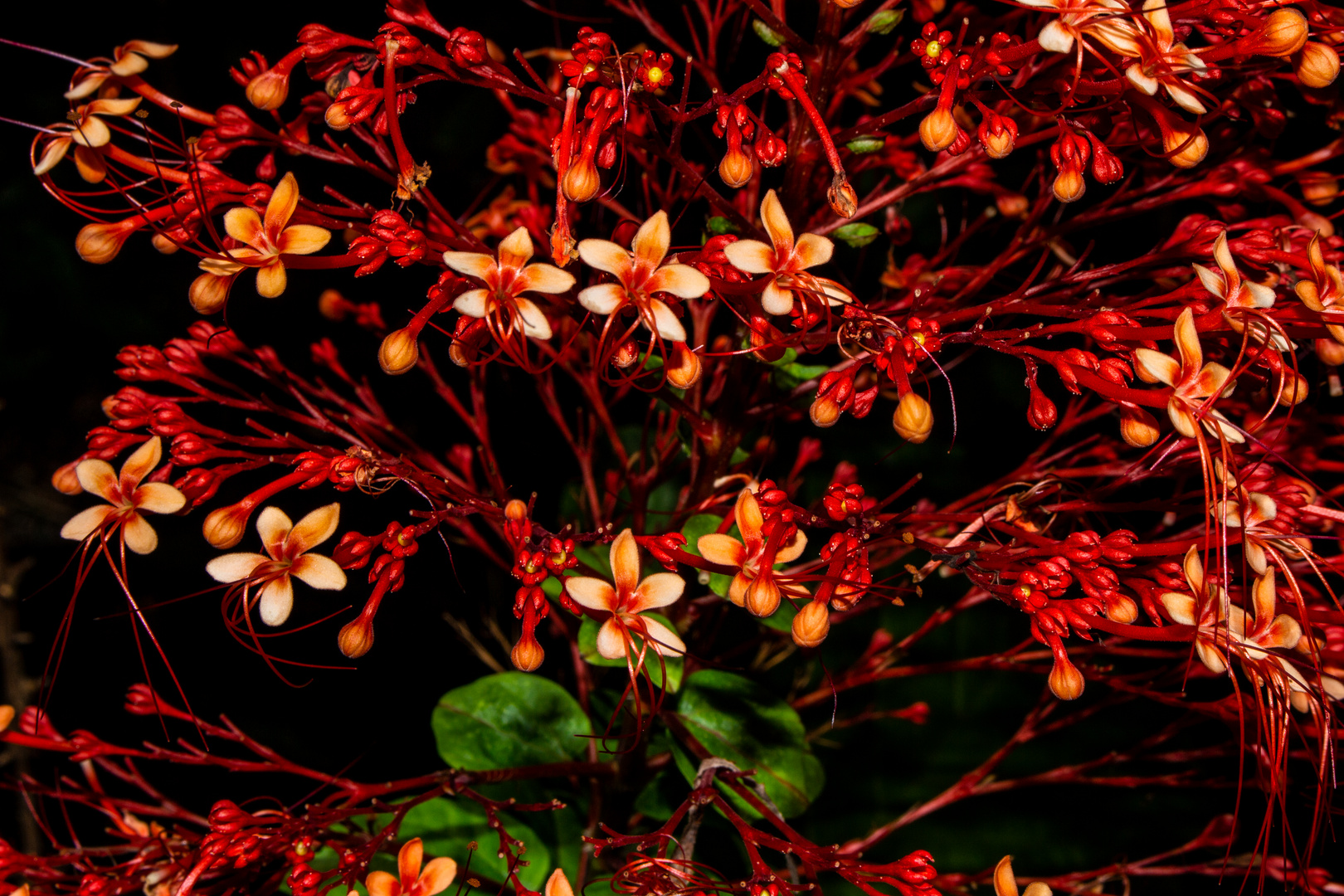 Clerodendrum paniculatum