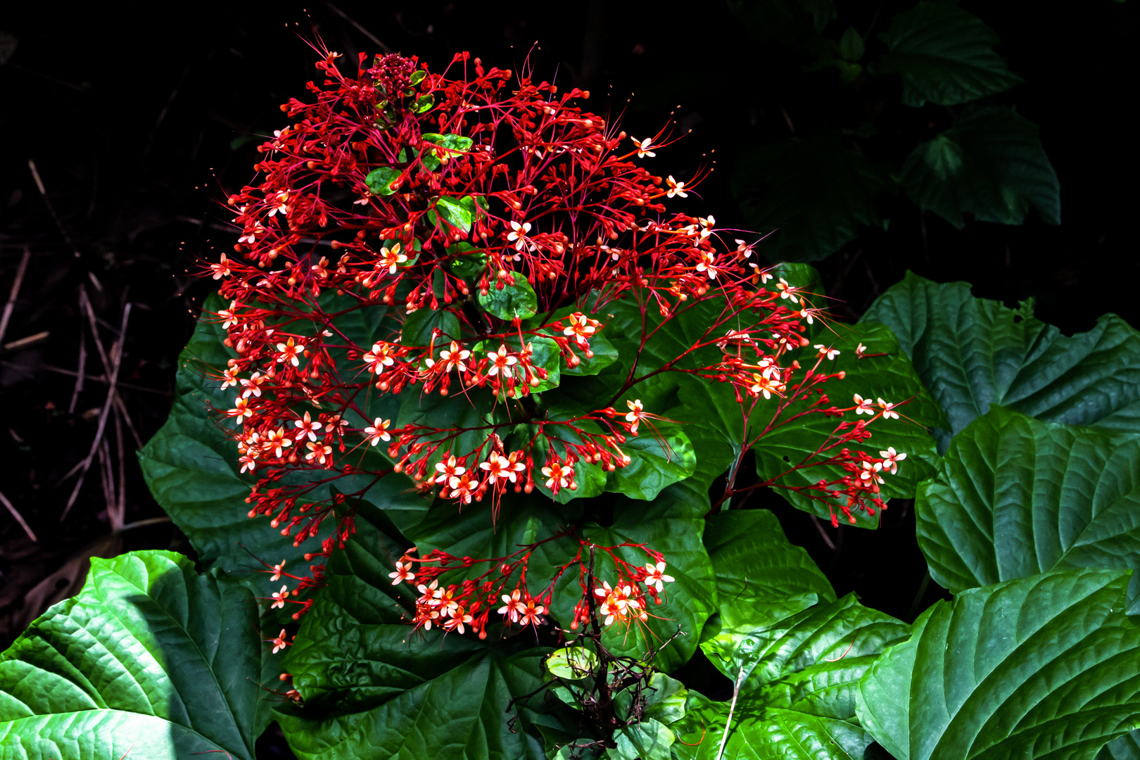 Clerodendrum paniculatum