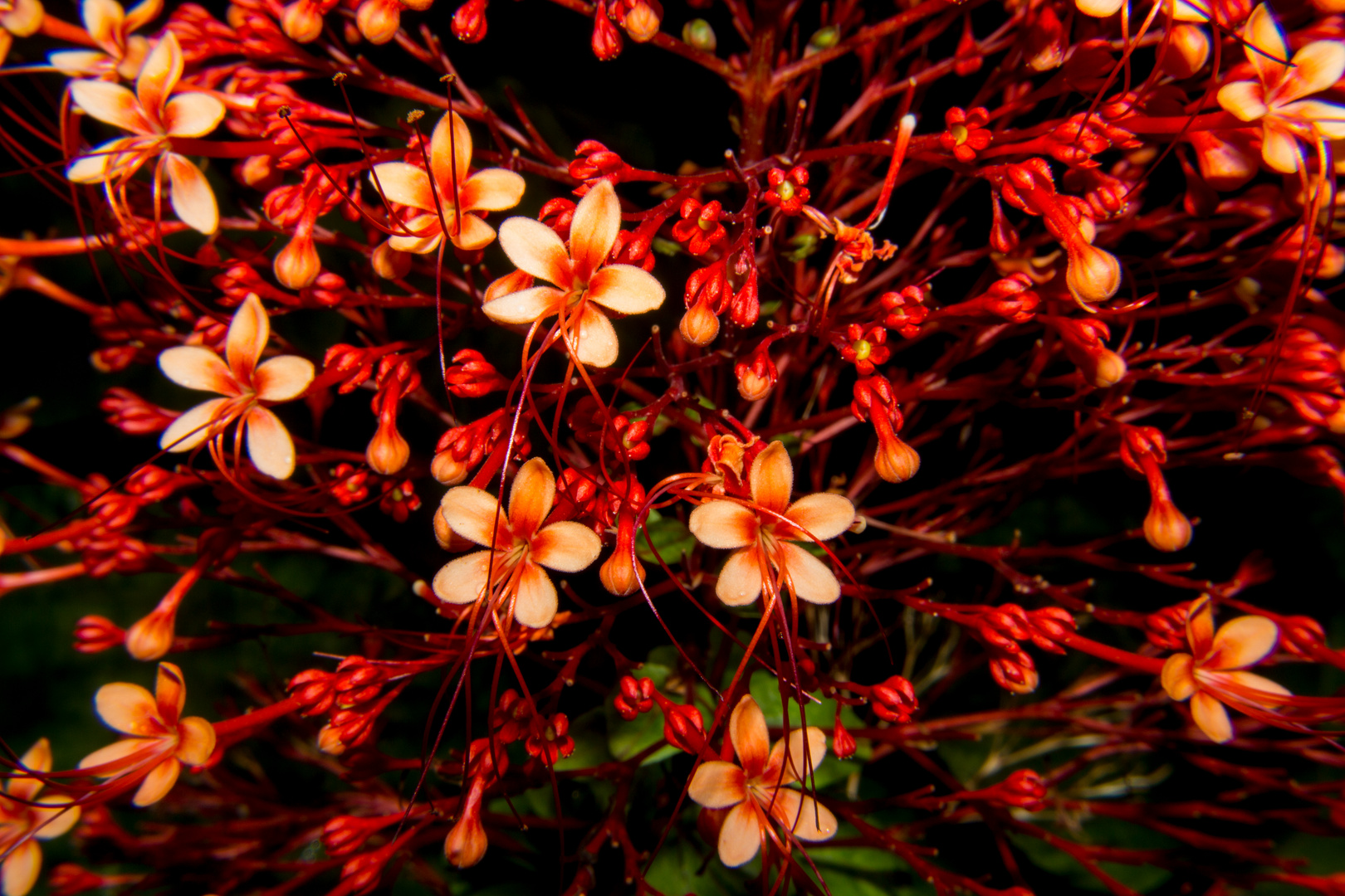 Clerodendrum paniculatum