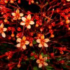 Clerodendrum paniculatum