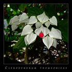 Clerodendrum thomsonieae