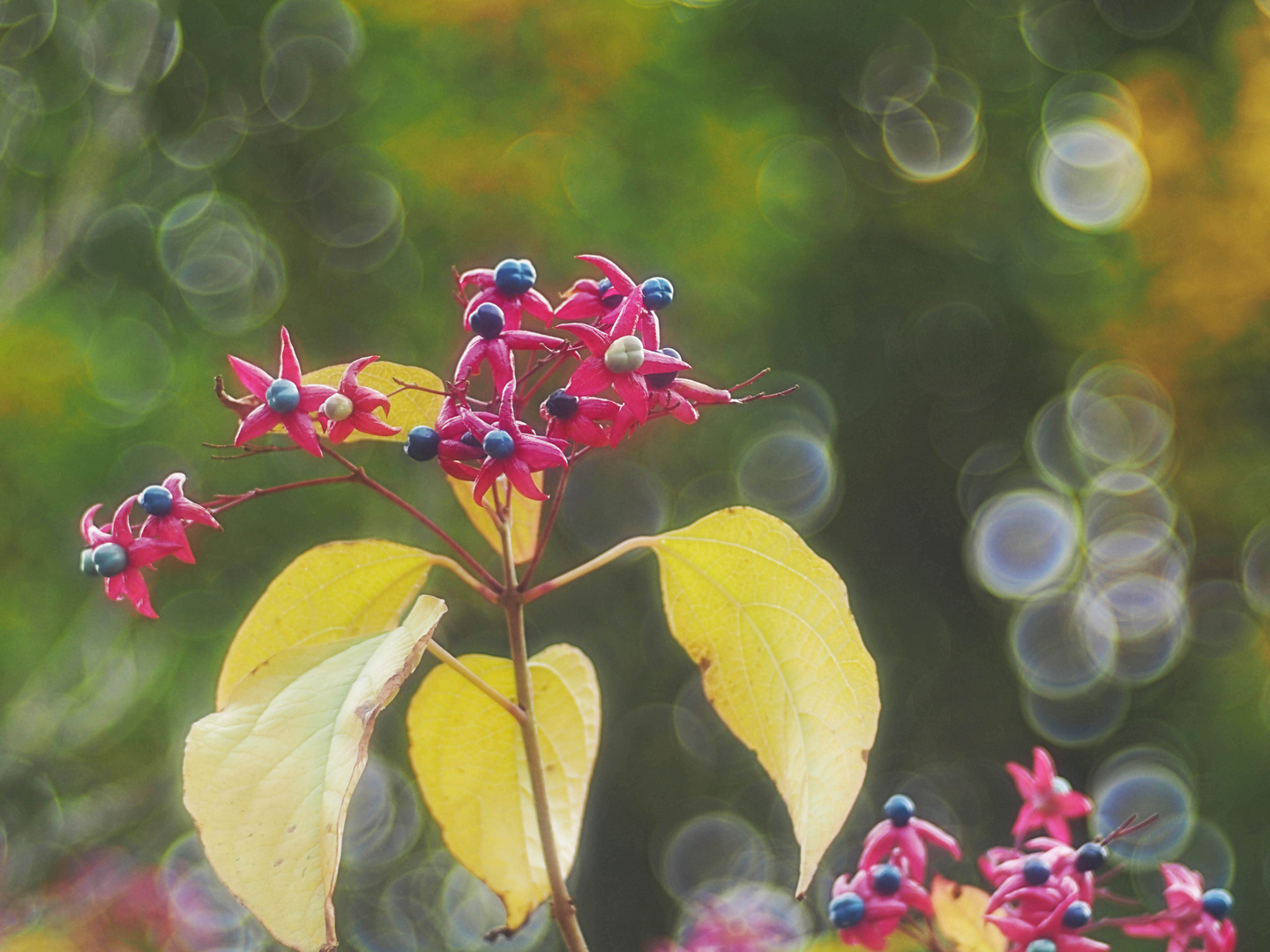 Clerodendrum trichotomum