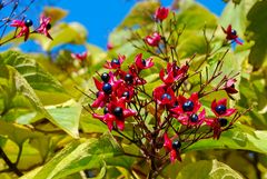 clerodendrum trichotomum