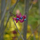 Clerodendrum Trichotomum (Losbaum)