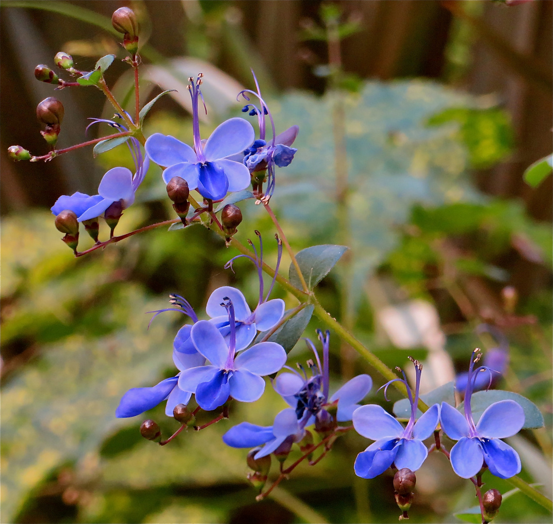 ...Clerodendrum ugandense -Schmetterlingsstrauch !!!...