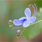 Clerodendrum ugandese