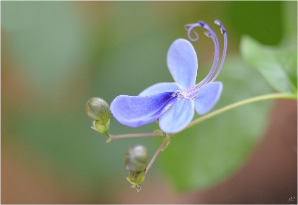 Clerodendrum ugandese