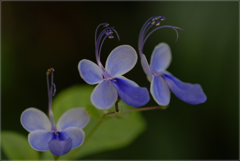 Clerodendrum ugandese / Ugandischer Losbaum