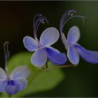 Clerodendrum ugandese / Ugandischer Losbaum