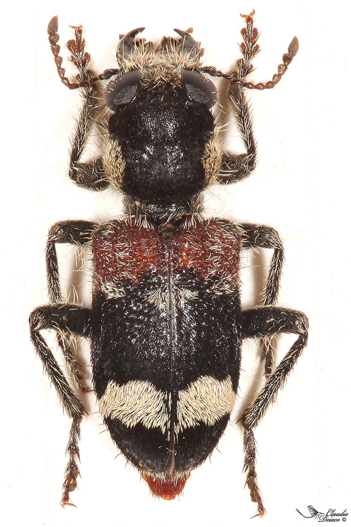 Clerus mutillarius