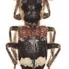 Clerus mutillarius