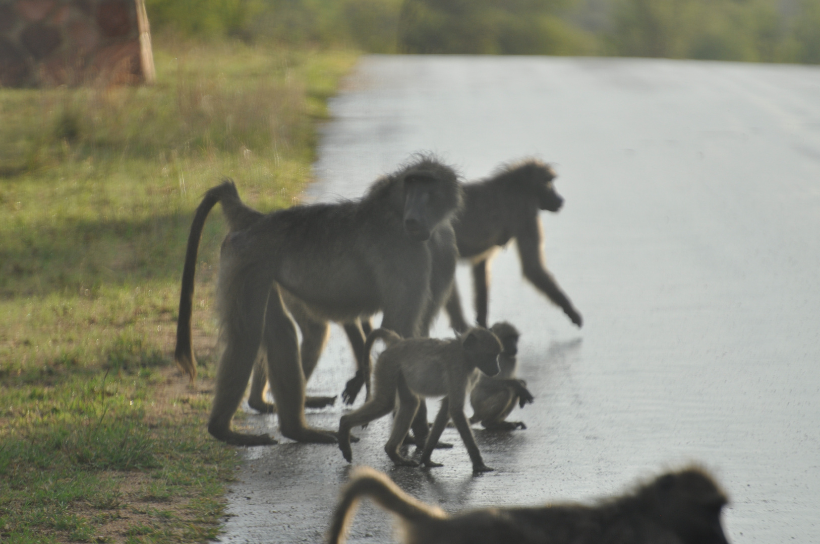 Clevere Affen nach Regenguss im Krüger Nationalpark