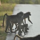 Clevere Affen nach Regenguss im Krüger Nationalpark