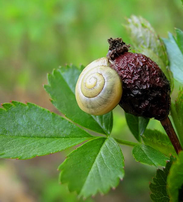 Clevere Schnecke!!!