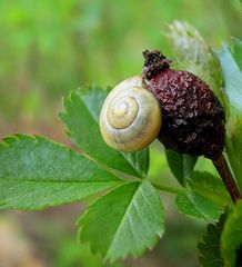 Clevere Schnecke!!!