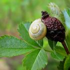 Clevere Schnecke!!!