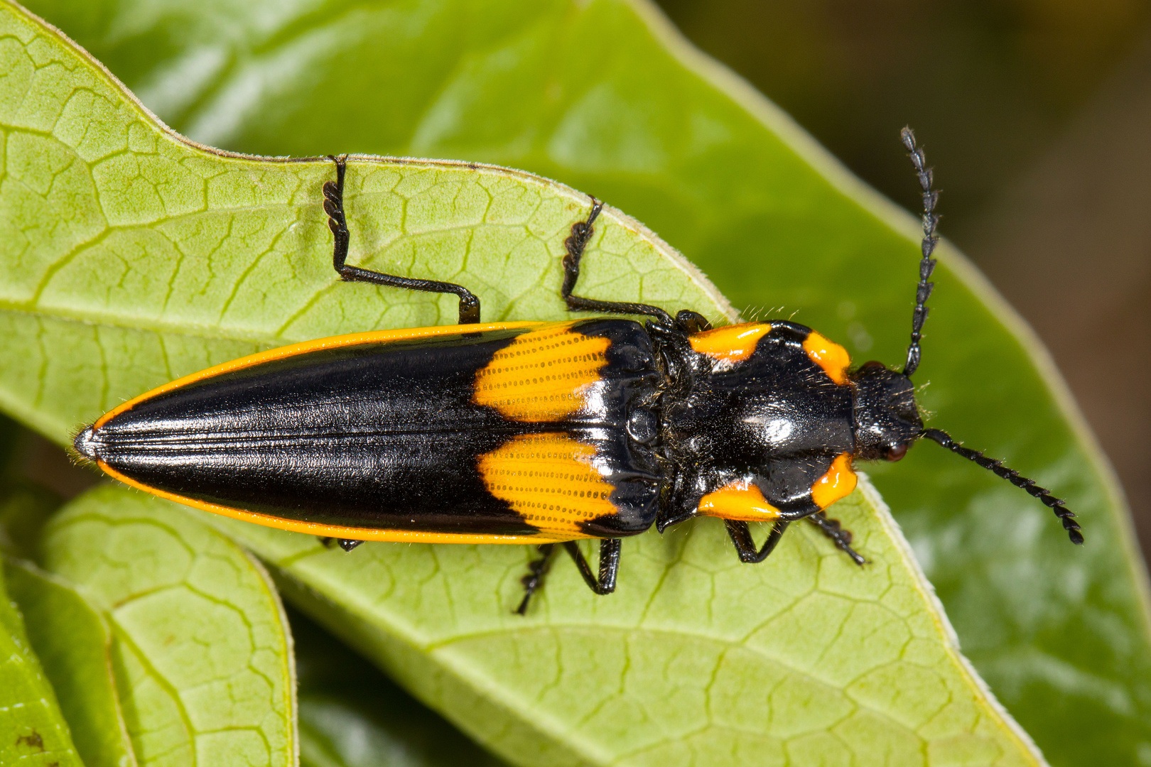 Click Beetle (Semiotus formosus)